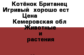 Котёнок Британец. Игривый, хорошо ест.  › Цена ­ 1 000 - Кемеровская обл. Животные и растения » Кошки   . Кемеровская обл.